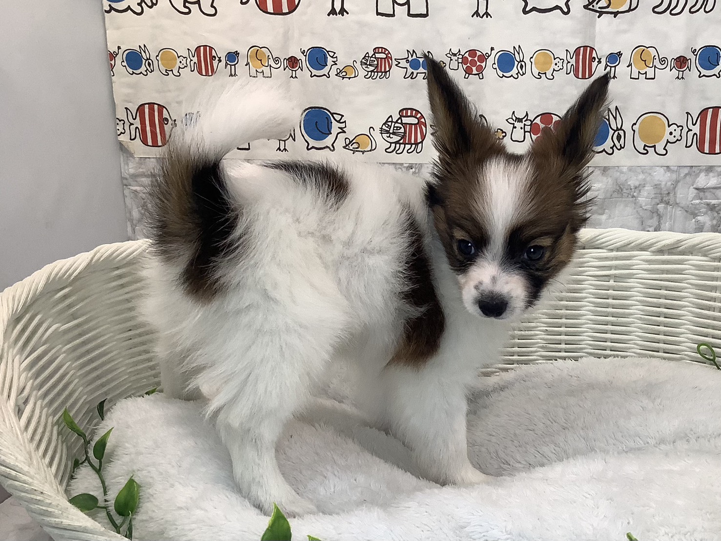 奈良県のパピヨン (マルエスペット いかるが店/2025年10月26日生まれ/女の子/ホワイトセーブル)の子犬の3枚目の画像