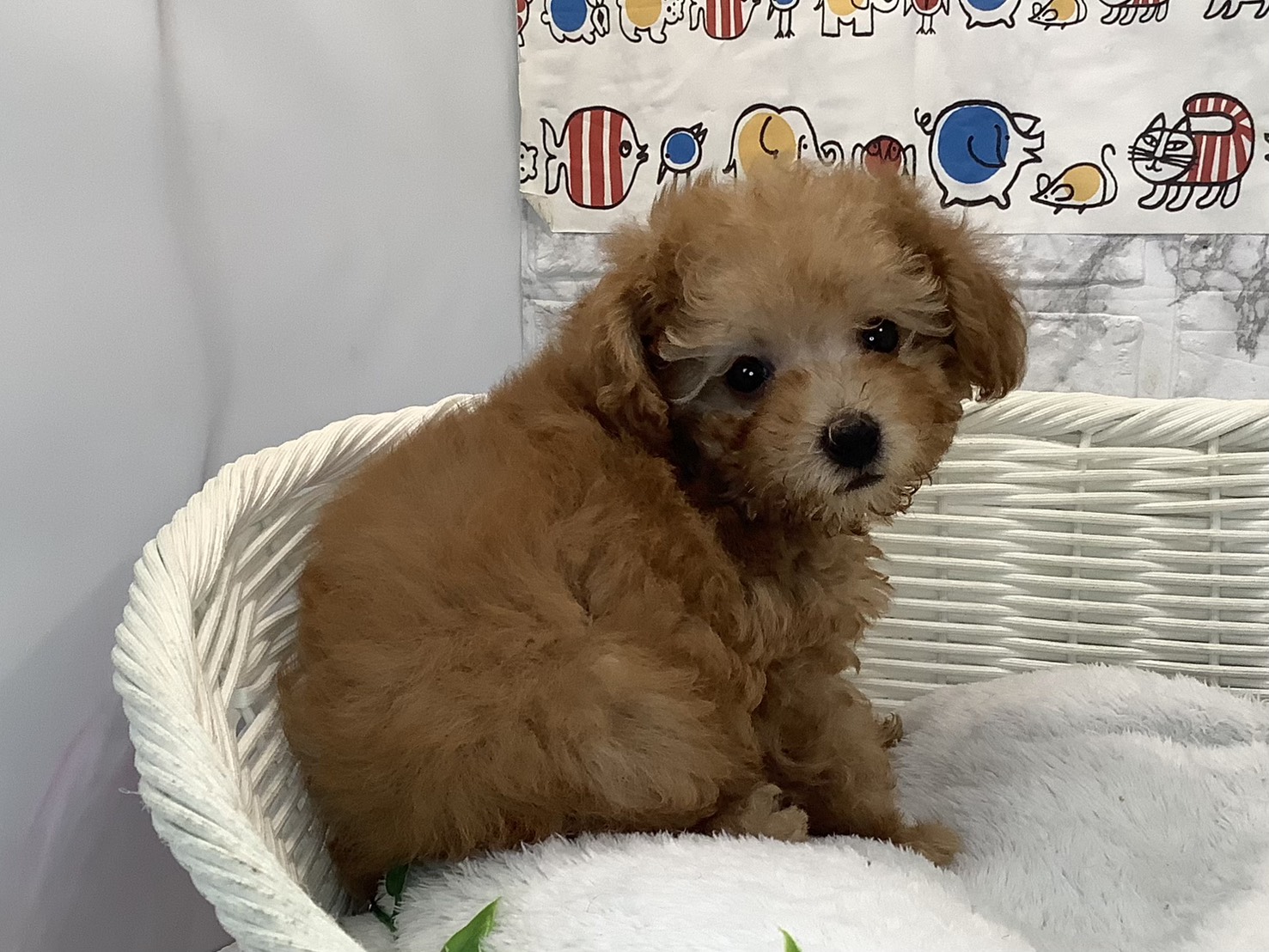 静岡県のトイプードル(トイ) (マルエスペット清水駒越店/2025年10月25日生まれ/男の子/アプリコット)の子犬の3枚目の画像