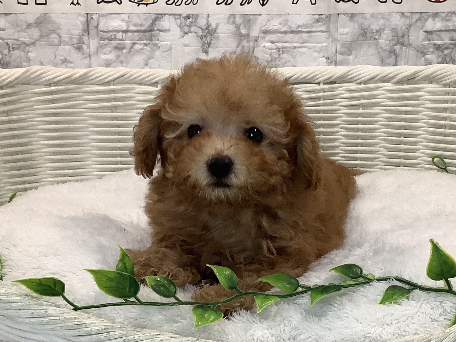 静岡県のトイプードル(トイ) (マルエスペット清水駒越店/2025年10月25日生まれ/男の子/アプリコット)の子犬の2枚目の画像