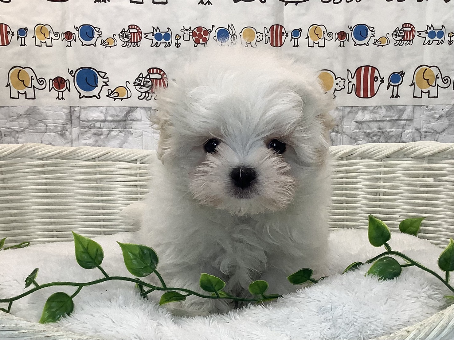 愛知県のマルチーズ (ペッツワン岡崎美合店/2025年10月20日生まれ/男の子/ホワイト)の子犬の2枚目の画像