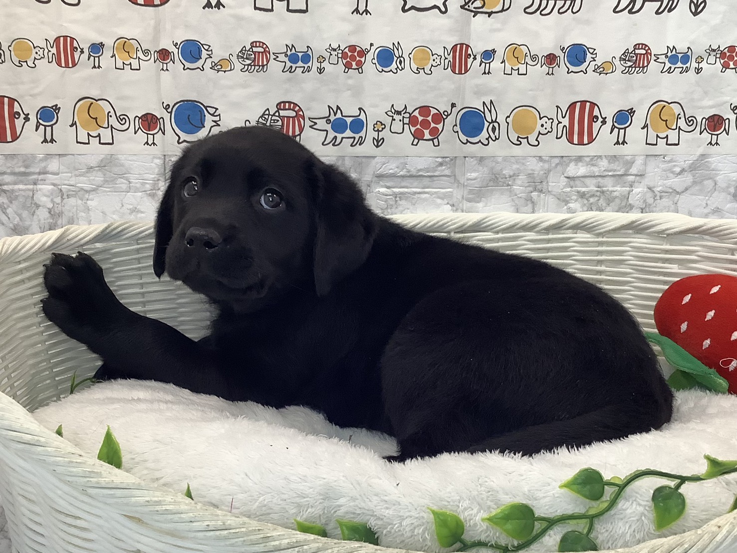広島県のラブラドールレトリーバー (マルエスペット広島段原ショッピングセンター店/2025年10月12日生まれ/女の子/ブラック)の子犬の3枚目の画像