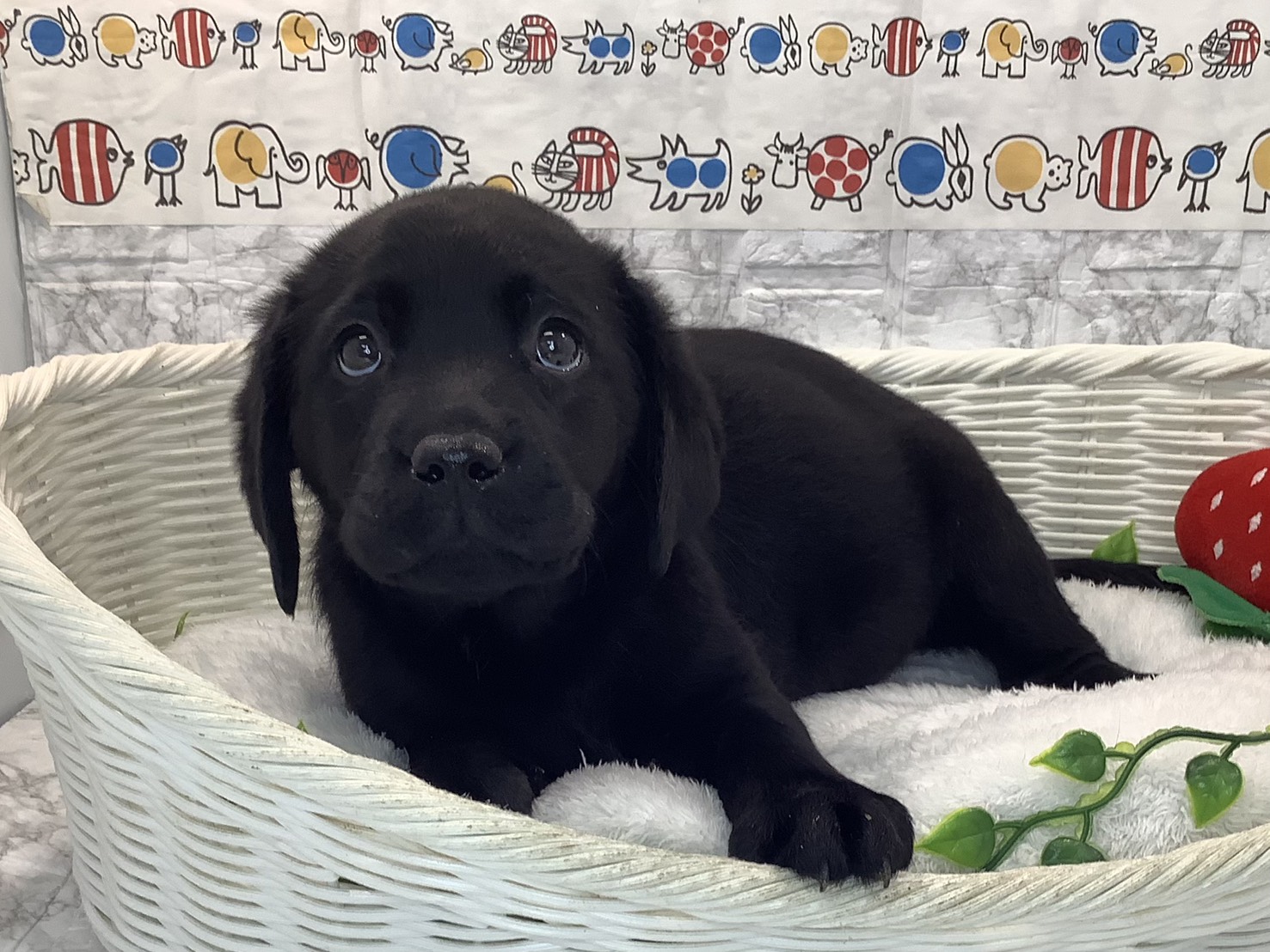 広島県のラブラドールレトリーバー (マルエスペット広島段原ショッピングセンター店/2025年10月12日生まれ/女の子/ブラック)の子犬の2枚目の画像