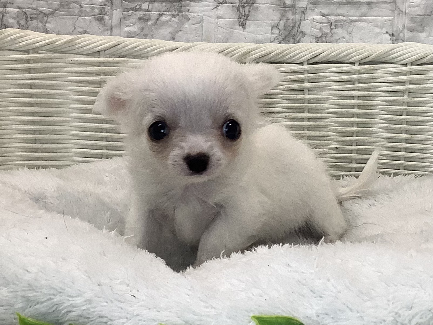 奈良県のチワワ(ロング) (マルエスペット いかるが店/2025年10月23日生まれ/男の子/ホワイト)の子犬の3枚目の画像