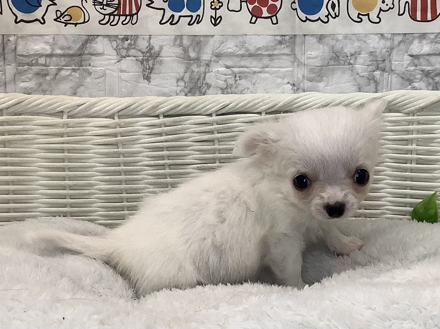 奈良県のチワワ(ロング) (マルエスペット いかるが店/2025年10月23日生まれ/男の子/ホワイト)の子犬の2枚目の画像