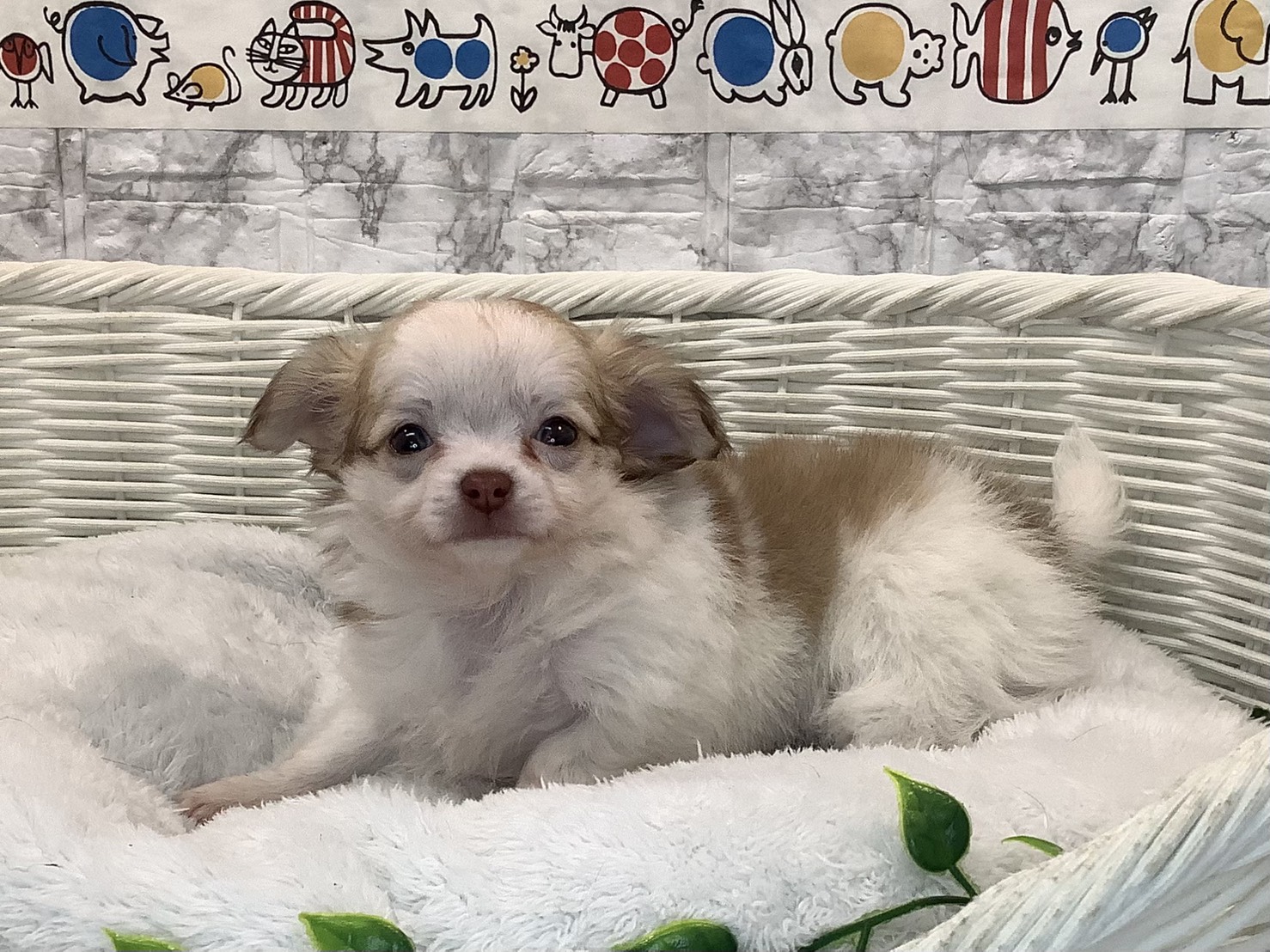 静岡県のチワワ(ロング) (マルエスペット清水駒越店/2025年10月26日生まれ/女の子/チョコレートフォーン/ホワイト)の子犬の2枚目の画像