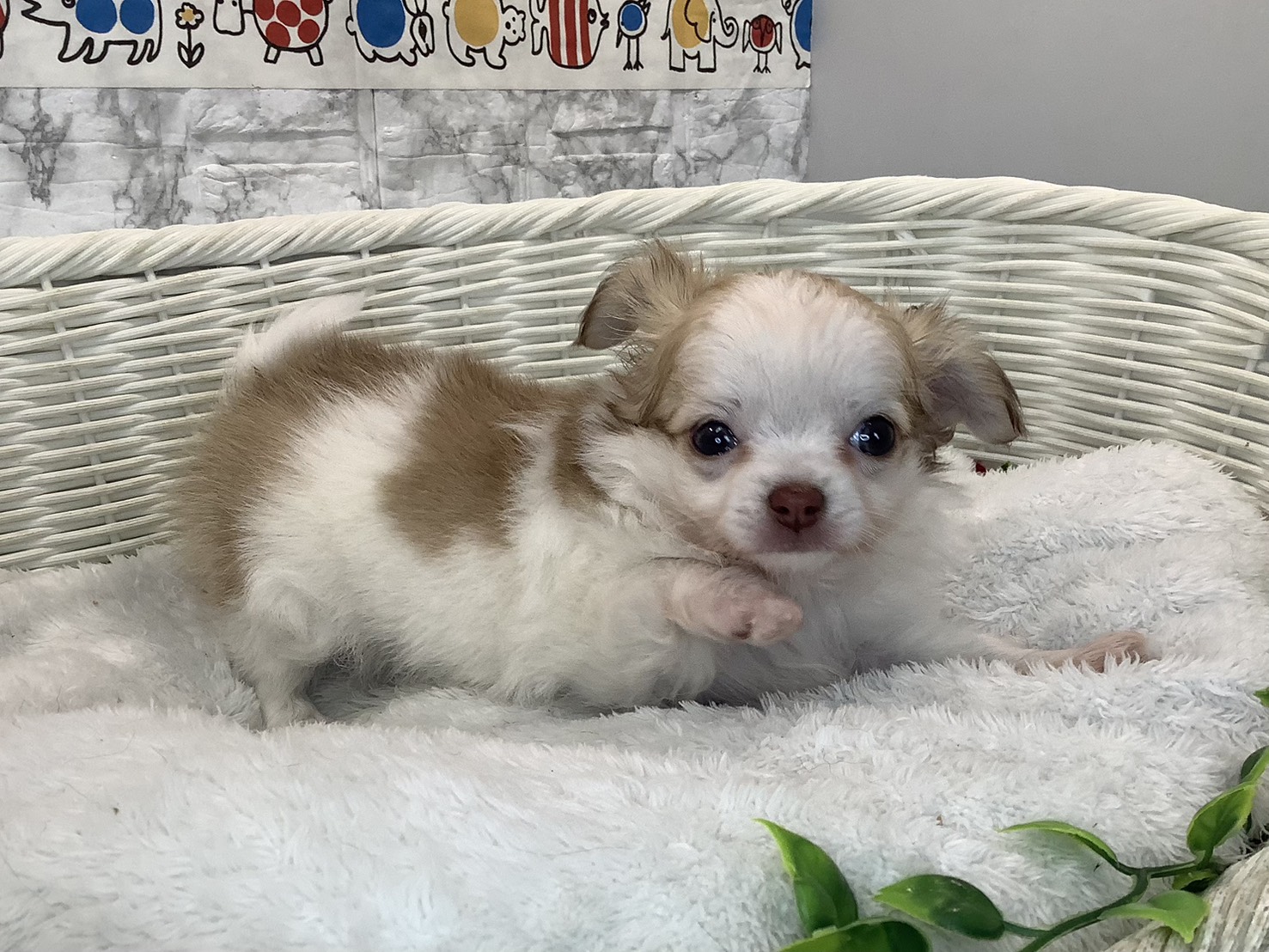 静岡県のチワワ(ロング) (マルエスペット清水駒越店/2025年10月26日生まれ/女の子/チョコレートフォーン/ホワイト)の子犬の3枚目の画像