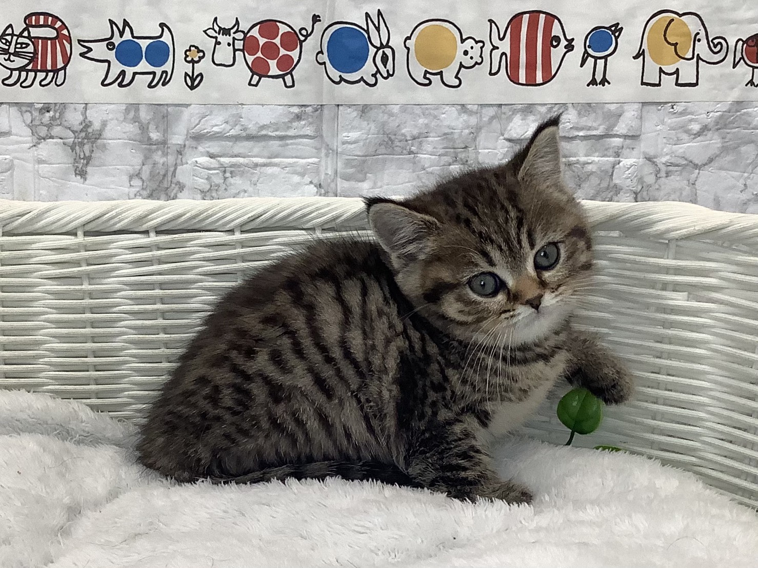 奈良県のブリティッシュショートヘアー (マルエスペット 富雄店/2025年10月26日生まれ/女の子/ブラウンマッカレルタビー)の子猫の3枚目の画像