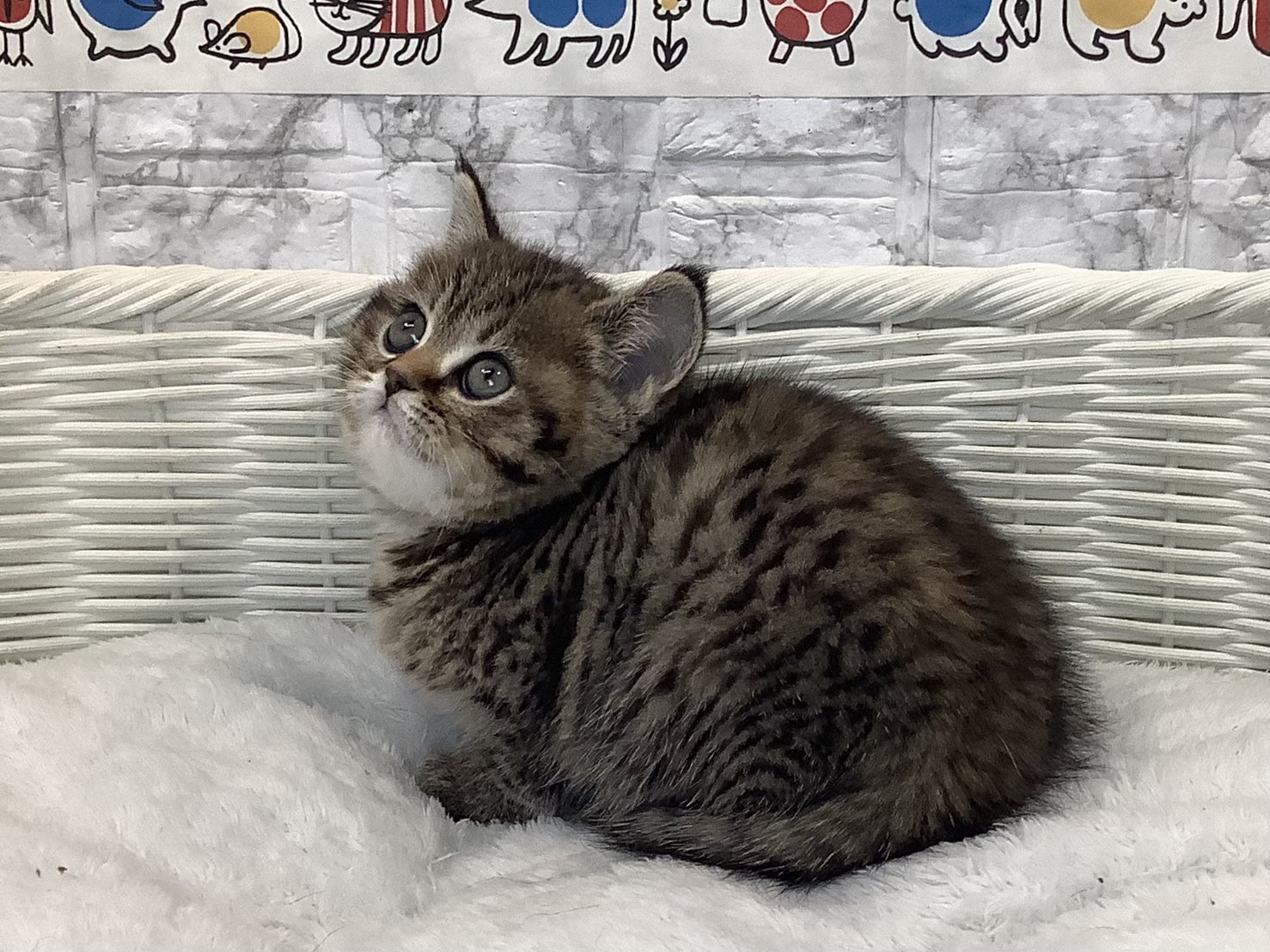 奈良県のブリティッシュショートヘアー (マルエスペット 富雄店/2025年10月26日生まれ/女の子/ブラウンマッカレルタビー)の子猫の2枚目の画像