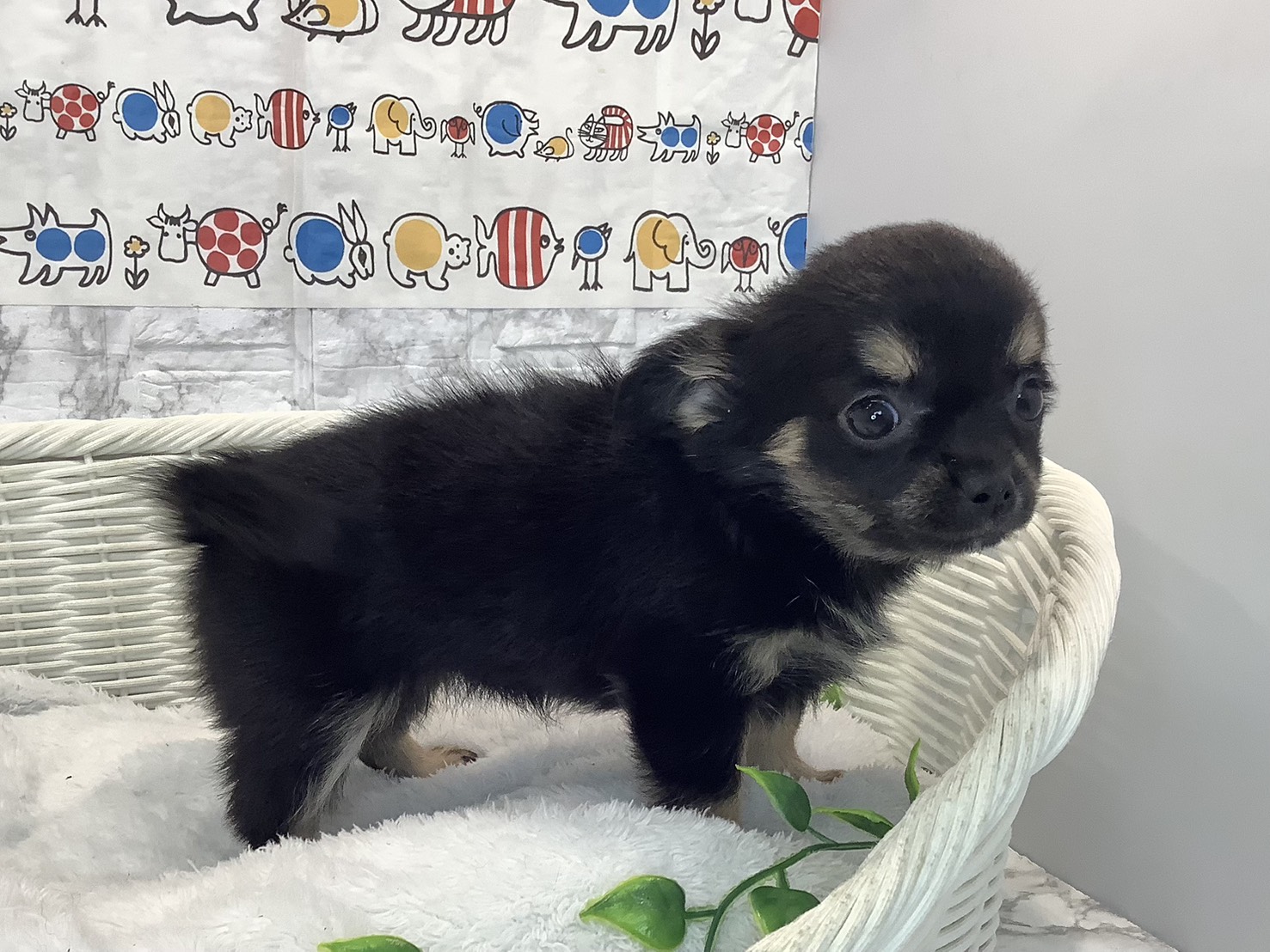 奈良県のチワワ(ロング) (マルエスペット 富雄店/2025年10月26日生まれ/女の子/ブラッククリーム)の子犬の3枚目の画像