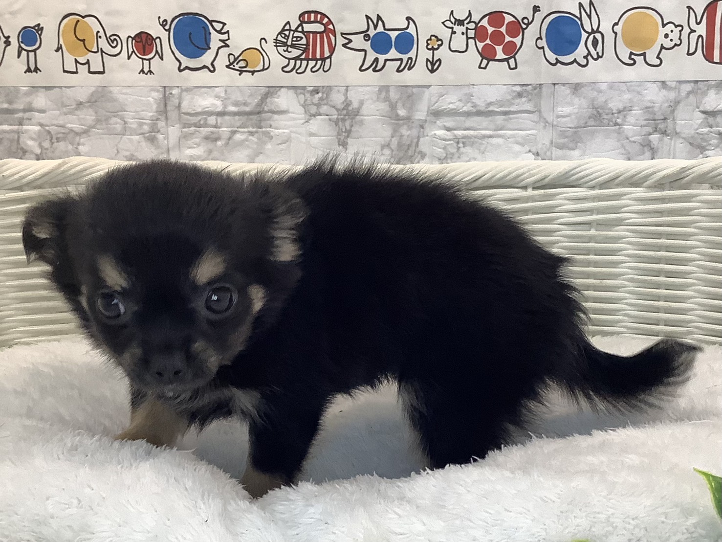 奈良県のチワワ(ロング) (マルエスペット 富雄店/2025年10月26日生まれ/女の子/ブラッククリーム)の子犬の2枚目の画像