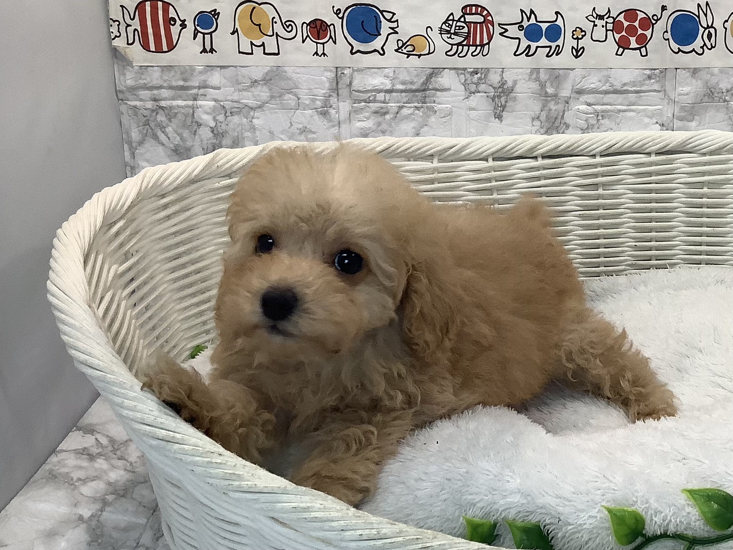 奈良県のトイプードル(トイ) (マルエスペット ヒルステップ生駒店/2025年10月18日生まれ/女の子/アプリコット)の子犬の3枚目の画像