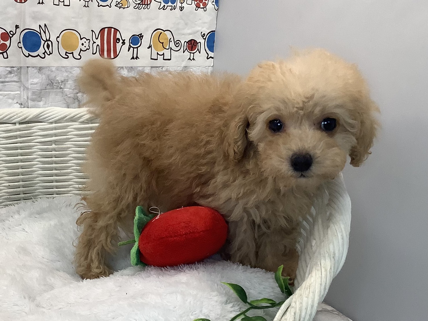 奈良県のトイプードル(トイ) (マルエスペット ヒルステップ生駒店/2025年10月18日生まれ/女の子/アプリコット)の子犬の2枚目の画像