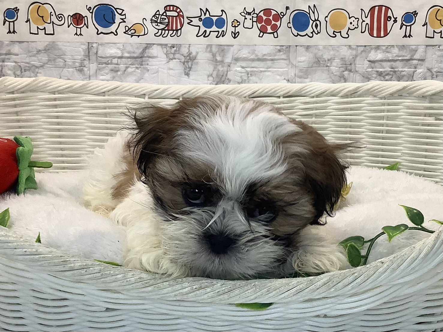 静岡県のシーズー (マルエスペット島田店/2025年10月22日生まれ/男の子/ホワイトゴールド)の子犬の1枚目の画像