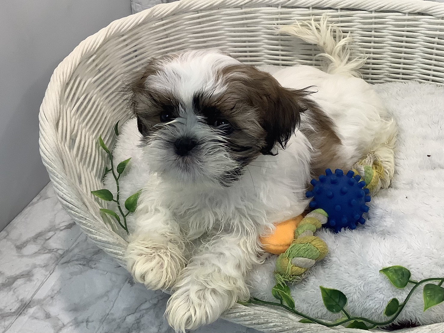 静岡県のシーズー (マルエスペット島田店/2025年10月22日生まれ/男の子/ホワイトゴールド)の子犬の2枚目の画像