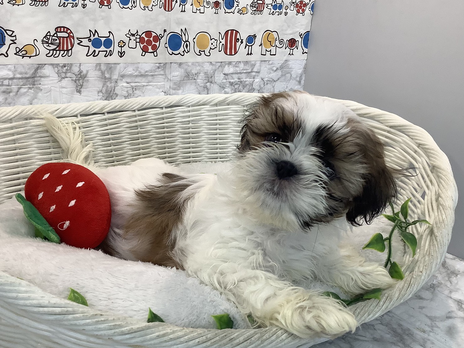 静岡県のシーズー (マルエスペット島田店/2025年10月22日生まれ/男の子/ホワイトゴールド)の子犬の3枚目の画像