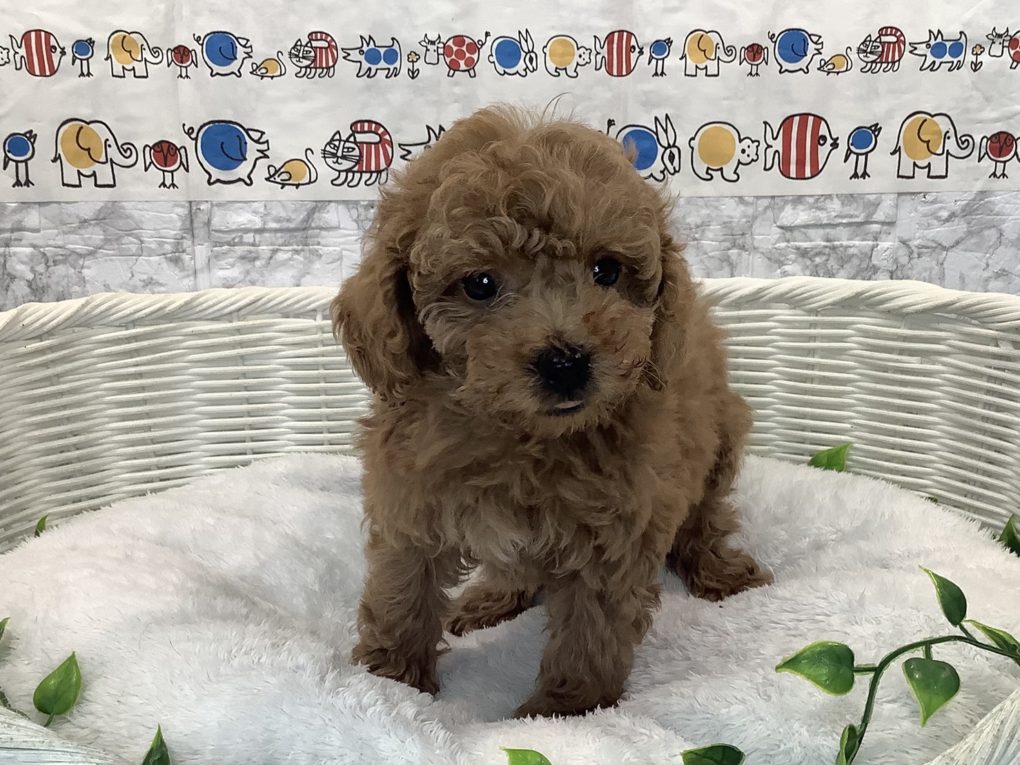 静岡県のトイプードル(トイ) (マルエスペット御殿場店/2025年10月18日生まれ/女の子/オレンジフォーン)の子犬の1枚目の画像