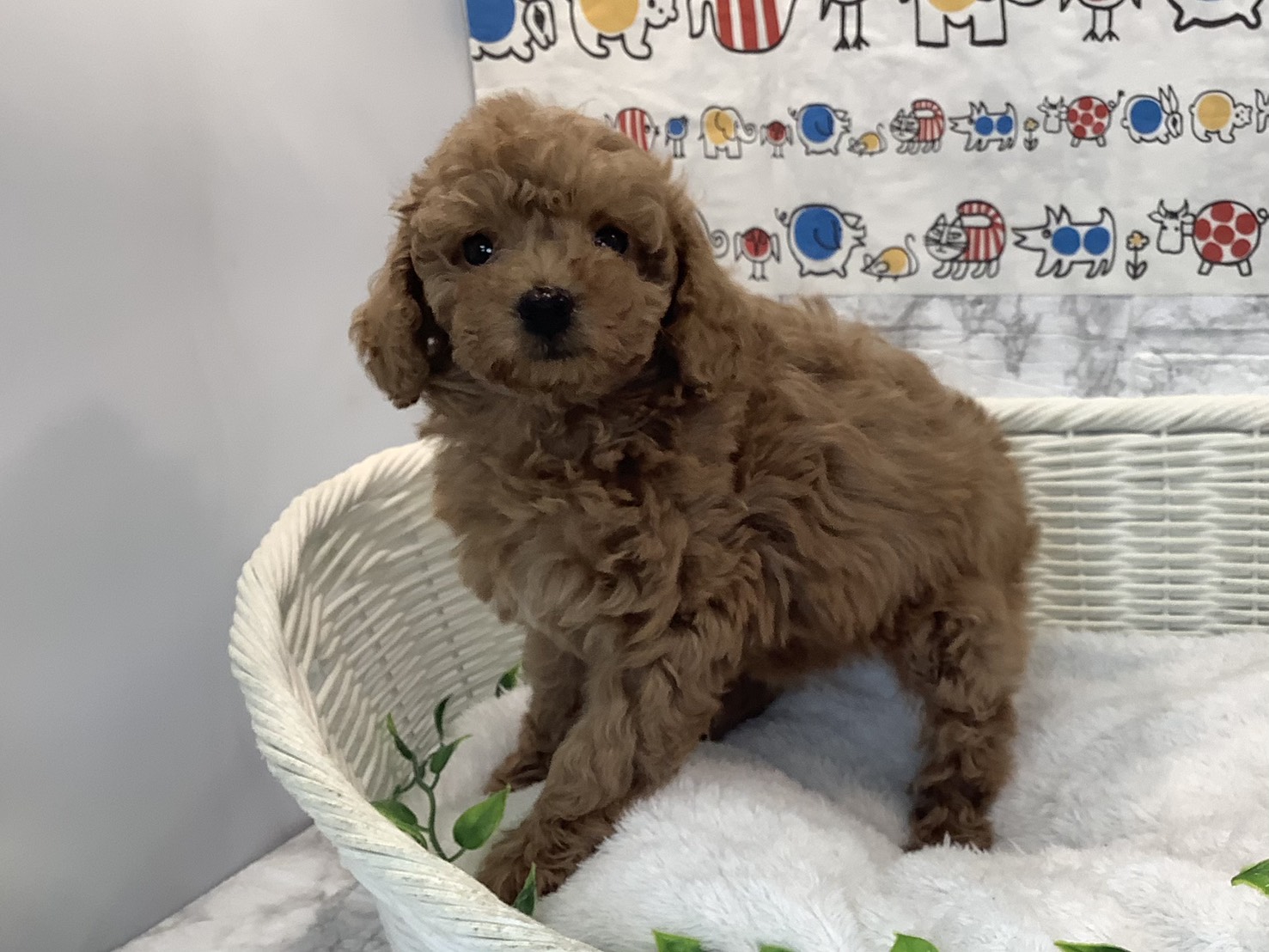 静岡県のトイプードル(トイ) (マルエスペット御殿場店/2025年10月18日生まれ/女の子/オレンジフォーン)の子犬の2枚目の画像