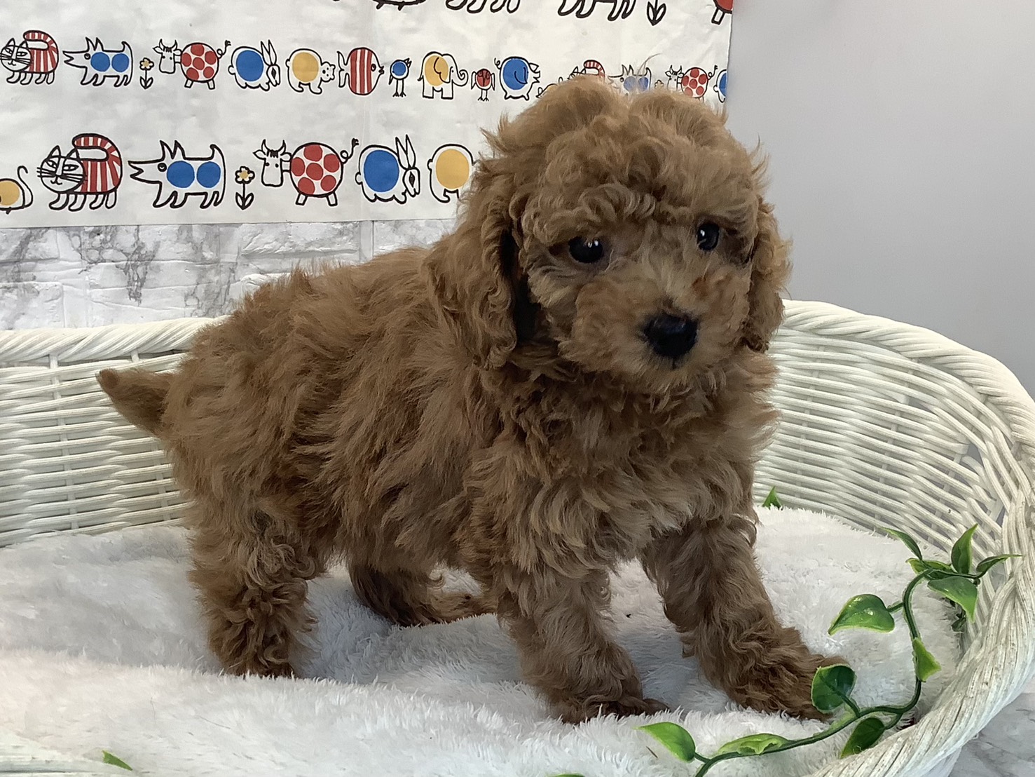 静岡県のトイプードル(トイ) (マルエスペット御殿場店/2025年10月18日生まれ/女の子/オレンジフォーン)の子犬の3枚目の画像