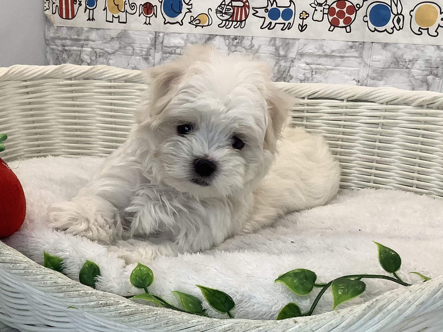 静岡県のマルチーズ (マルエスペットホームアシスト店/2025年10月27日生まれ/男の子/ホワイト)の子犬の2枚目の画像