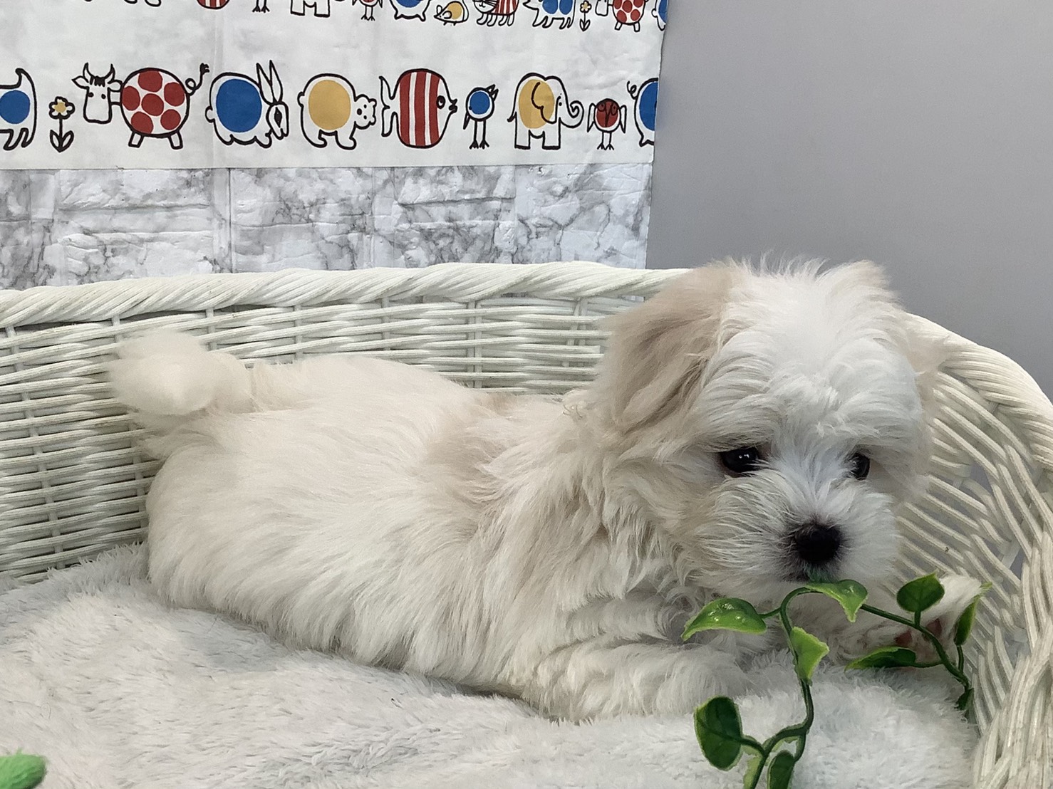 静岡県のマルチーズ (マルエスペットホームアシスト店/2025年10月27日生まれ/男の子/ホワイト)の子犬の3枚目の画像