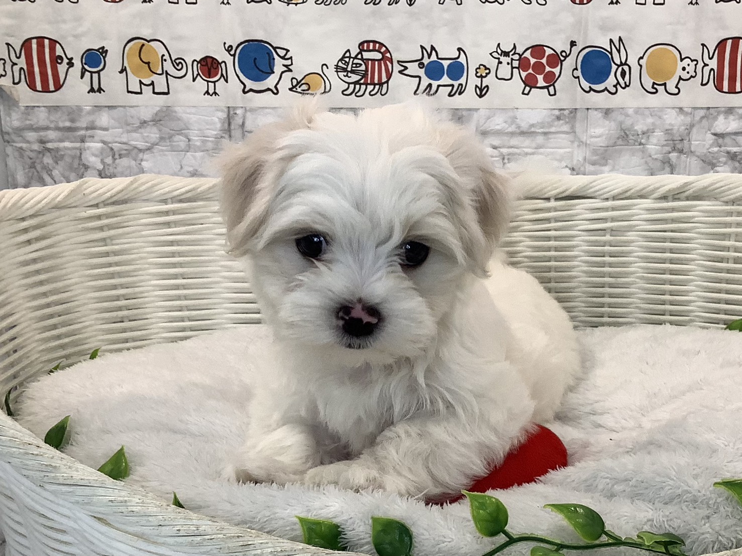 静岡県のマルチーズ (マルエスペット島田店/2025年10月27日生まれ/男の子/ホワイト)の子犬の1枚目の画像