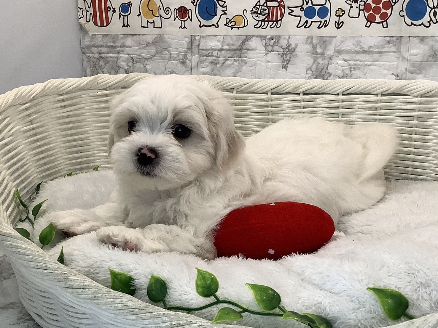 静岡県のマルチーズ (マルエスペット島田店/2025年10月27日生まれ/男の子/ホワイト)の子犬の2枚目の画像