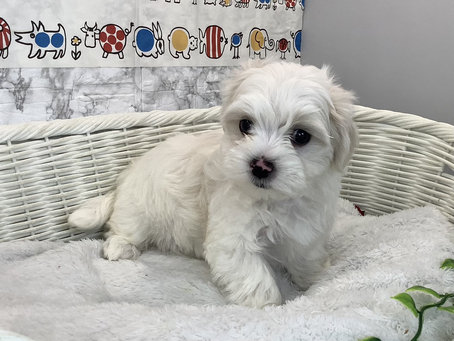静岡県のマルチーズ (マルエスペット島田店/2025年10月27日生まれ/男の子/ホワイト)の子犬の3枚目の画像