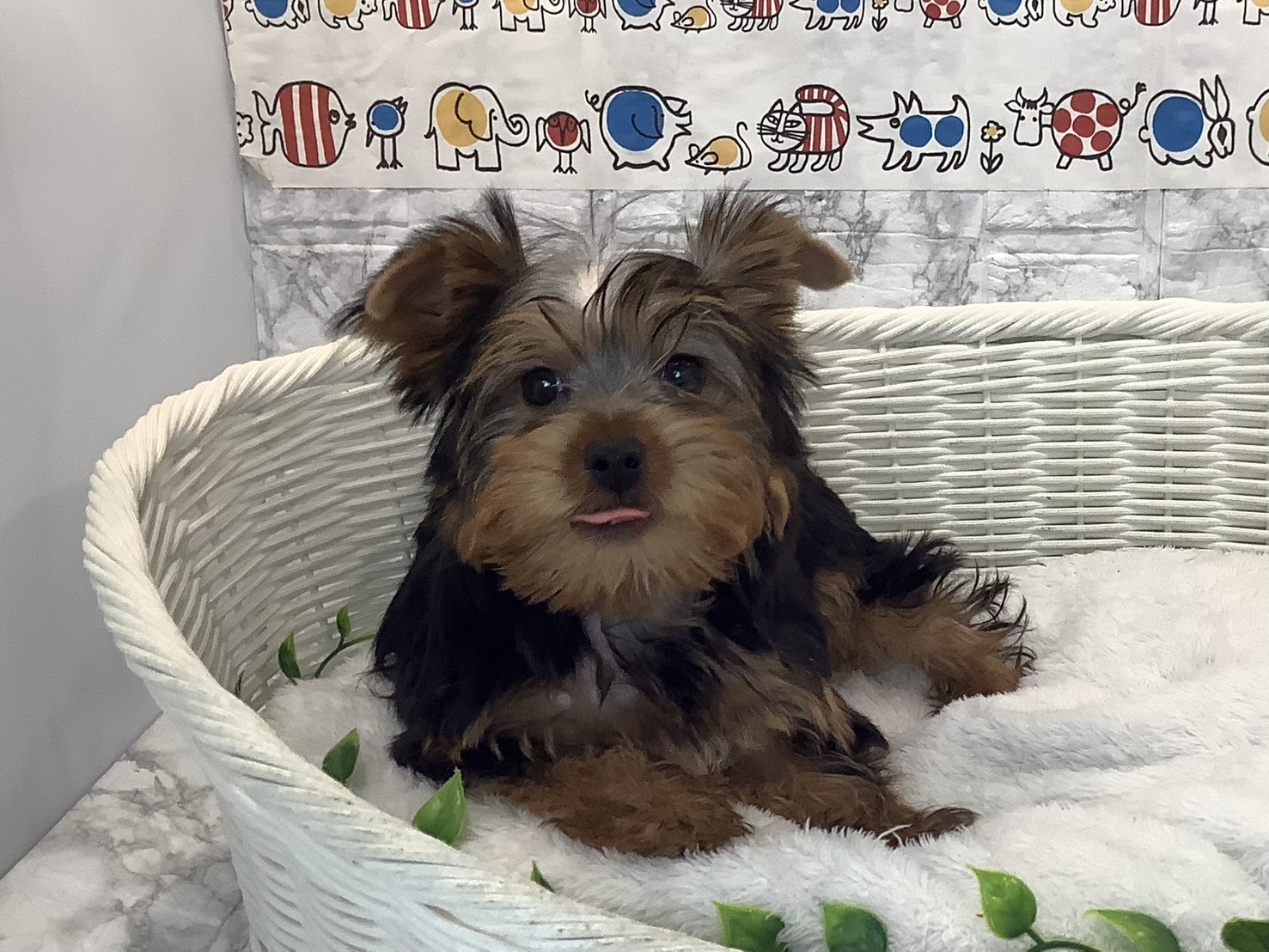 奈良県のヨークシャーテリア (マルエスペット ヒルステップ生駒店/2025年10月6日生まれ/男の子/スチールブルータン)の子犬の1枚目の画像