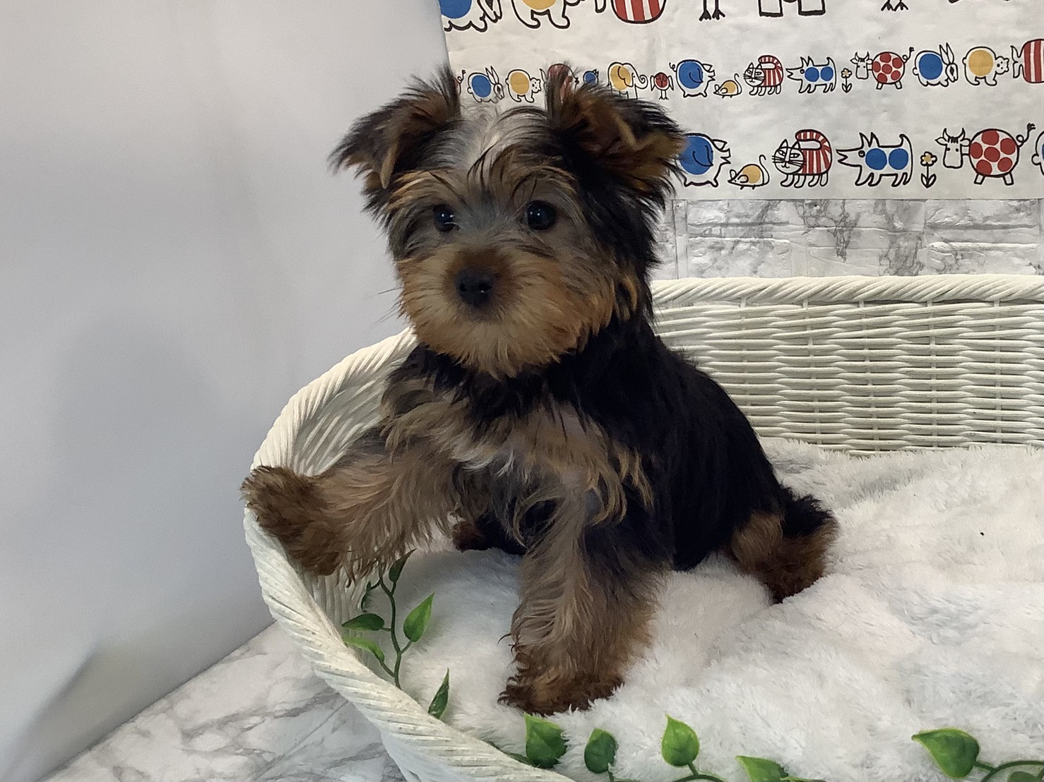 奈良県のヨークシャーテリア (マルエスペット ヒルステップ生駒店/2025年10月6日生まれ/男の子/スチールブルータン)の子犬の2枚目の画像