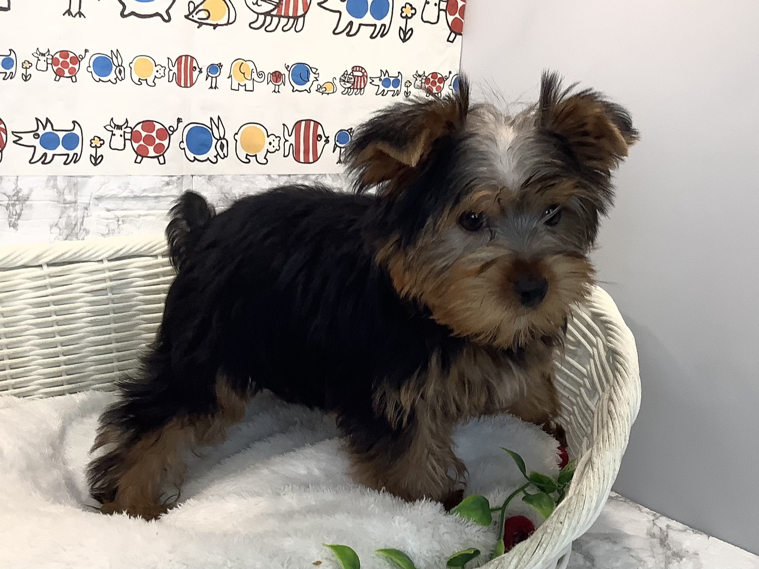 奈良県のヨークシャーテリア (マルエスペット ヒルステップ生駒店/2025年10月6日生まれ/男の子/スチールブルータン)の子犬の3枚目の画像