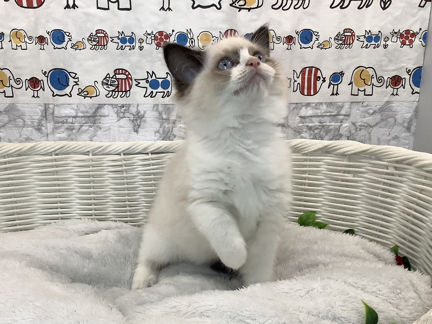 静岡県のラグドール (マルエスペット富士見台店/2025年10月17日生まれ/女の子/シールポイントバイカラー)の子猫の2枚目の画像