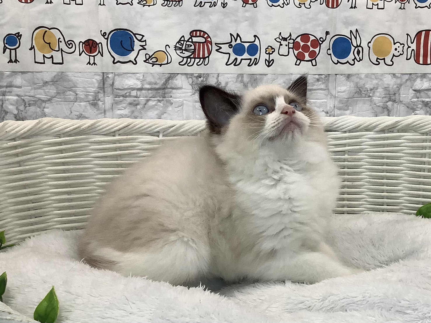 静岡県のラグドール (マルエスペット富士見台店/2025年10月17日生まれ/女の子/シールポイントバイカラー)の子猫の3枚目の画像