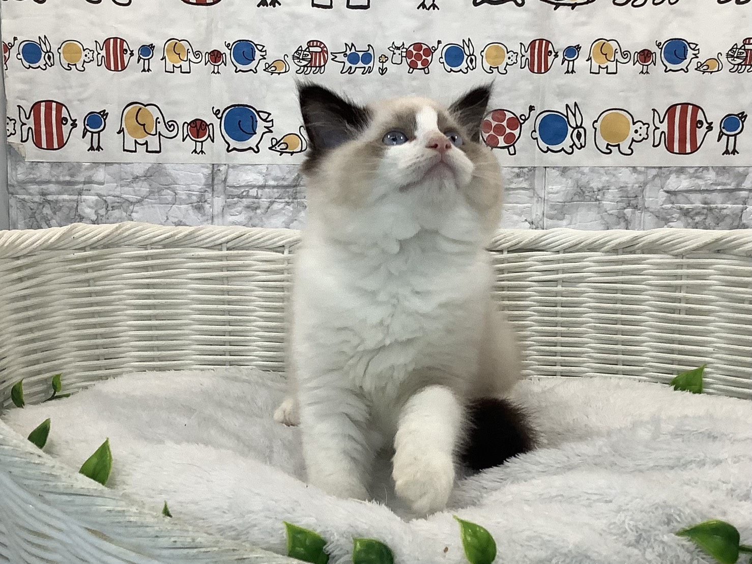 神奈川県のラグドール (マルエスペット湯河原店/2025年10月17日生まれ/男の子/シールポイントバイカラー)の子猫の2枚目の画像