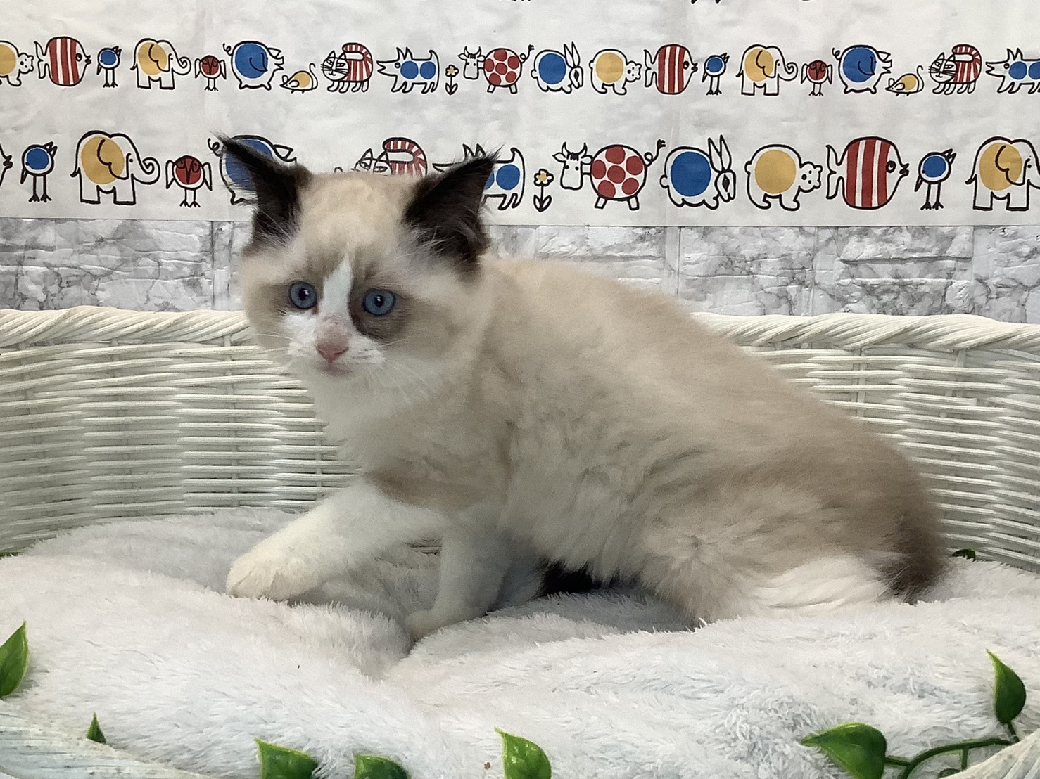 神奈川県のラグドール (マルエスペット湯河原店/2025年10月17日生まれ/男の子/シールポイントバイカラー)の子猫の1枚目の画像