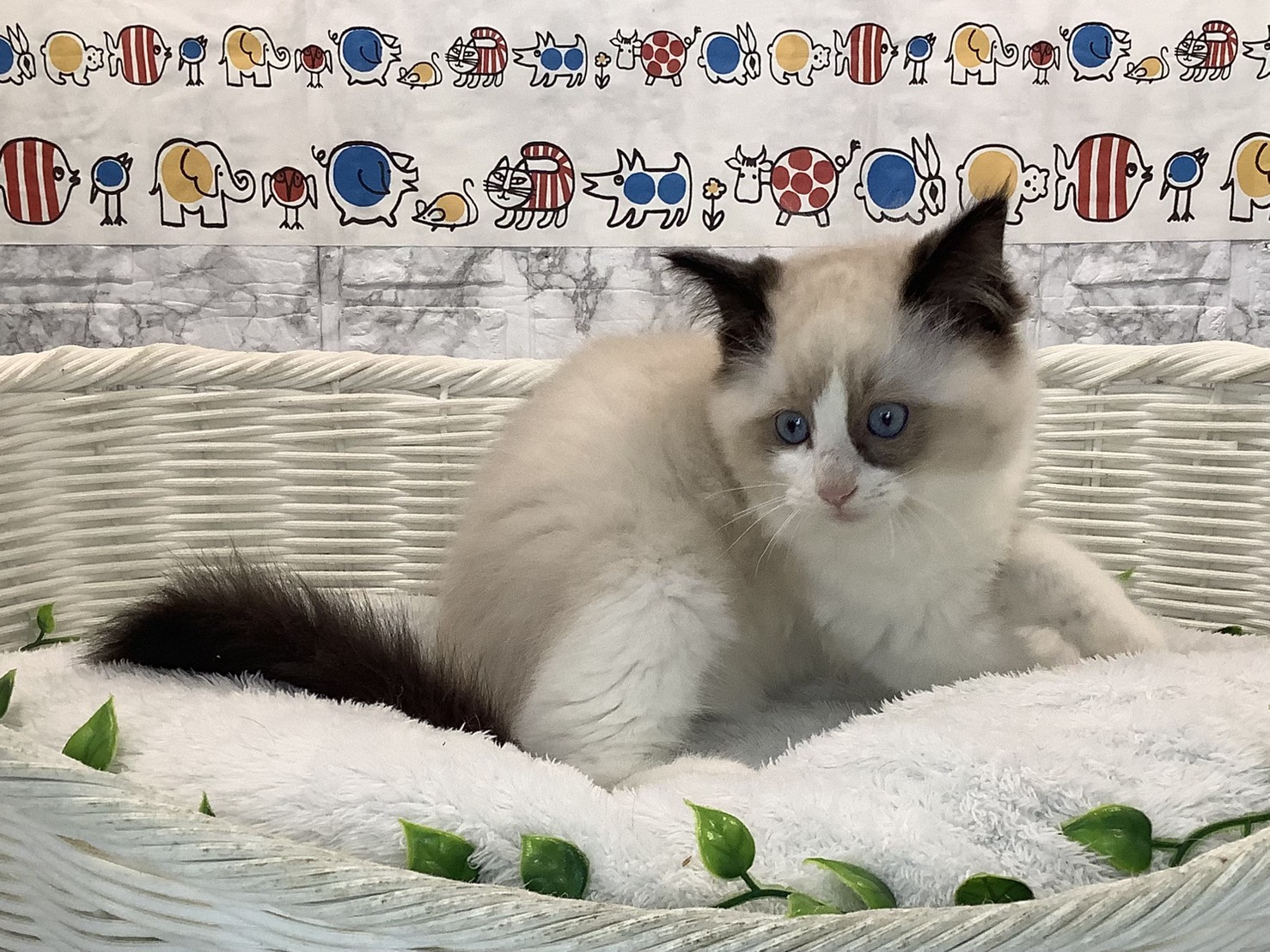 神奈川県のラグドール (マルエスペット湯河原店/2025年10月17日生まれ/男の子/シールポイントバイカラー)の子猫の3枚目の画像