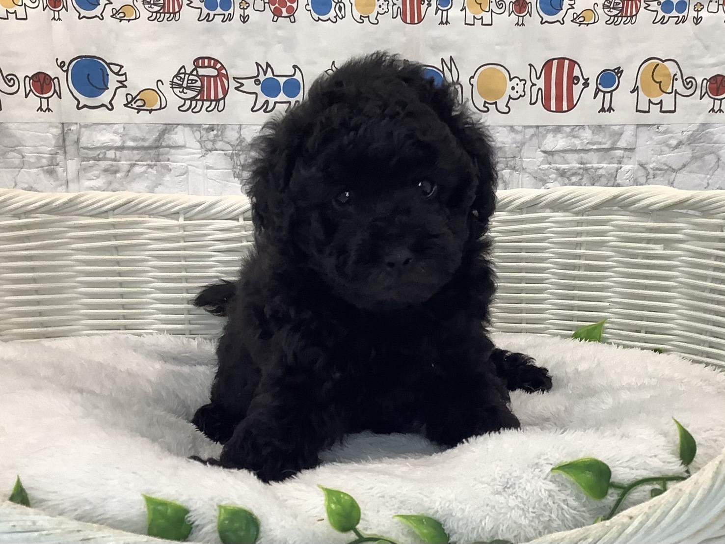 静岡県のトイプードル(トイ) (マルエスペット富士店/2025年10月25日生まれ/男の子/ブラック)の子犬の1枚目の画像