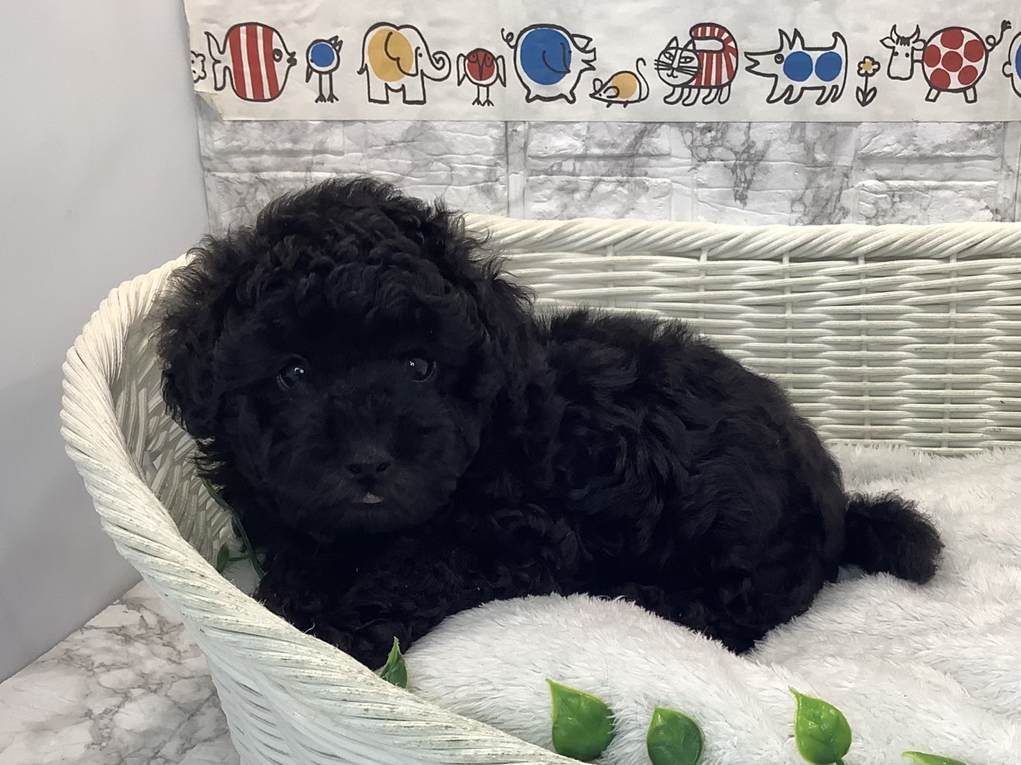 静岡県のトイプードル(トイ) (マルエスペット富士店/2025年10月25日生まれ/男の子/ブラック)の子犬の3枚目の画像