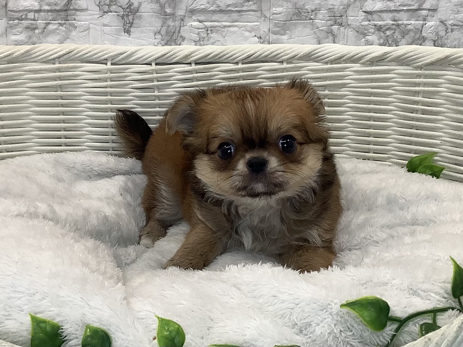 愛知県のチワワ(ロング) (ペッツワン岡崎美合店/2025年10月22日生まれ/女の子/レッド)の子犬の1枚目の画像