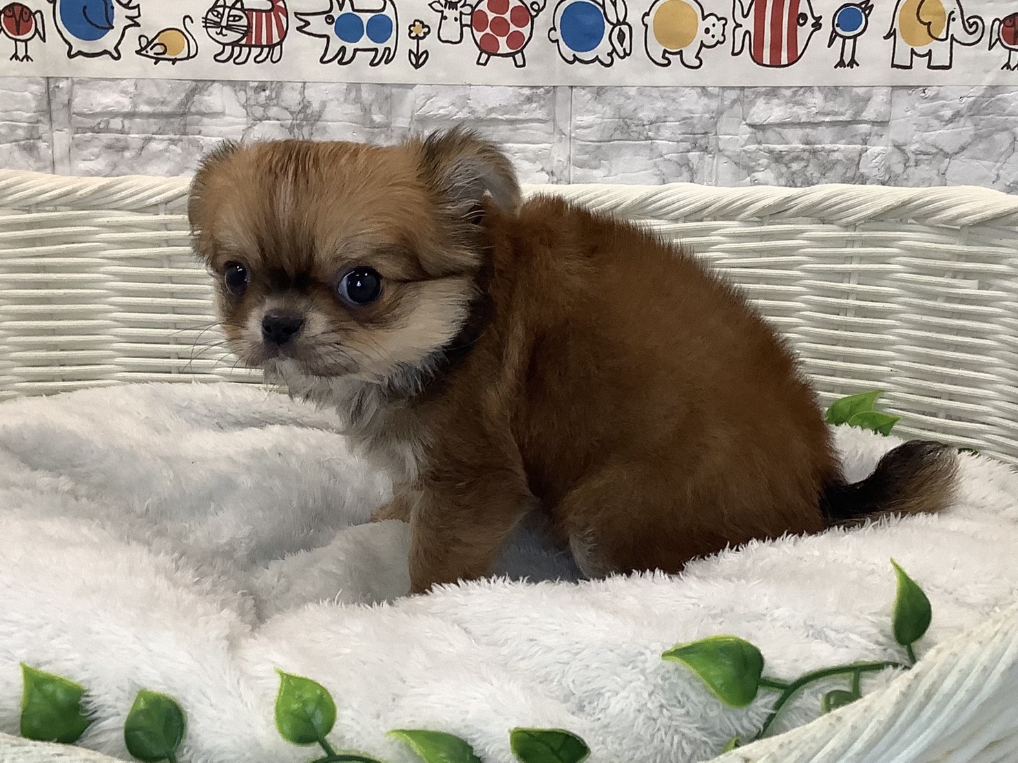 愛知県のチワワ(ロング) (ペッツワン岡崎美合店/2025年10月22日生まれ/女の子/レッド)の子犬の2枚目の画像