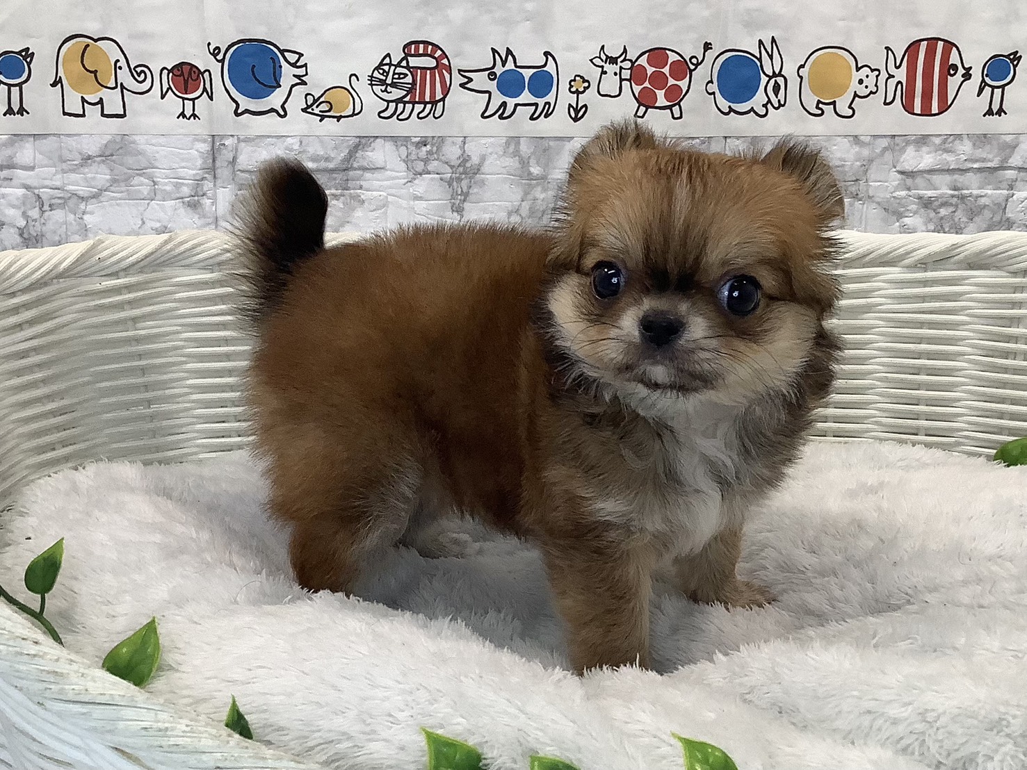 愛知県のチワワ(ロング) (ペッツワン岡崎美合店/2025年10月22日生まれ/女の子/レッド)の子犬の3枚目の画像