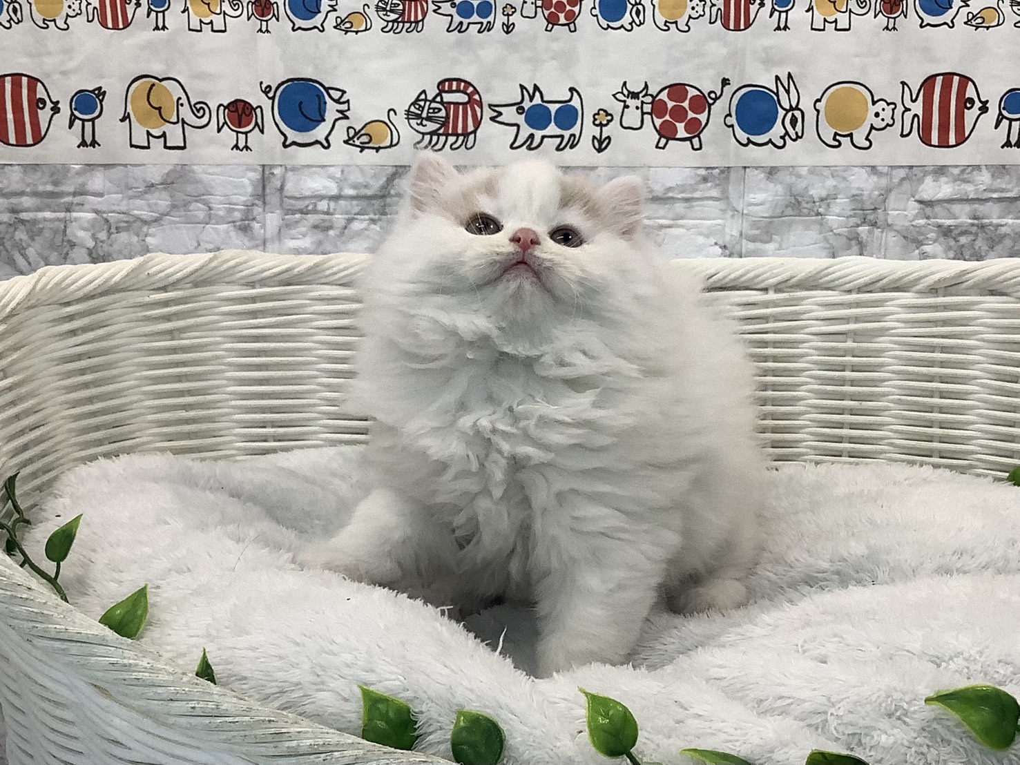 奈良県のスコティッシュフォールド (マルエスペット 奈良店/2025年10月20日生まれ/女の子/クリームタビーホワイト)の子猫の1枚目の画像