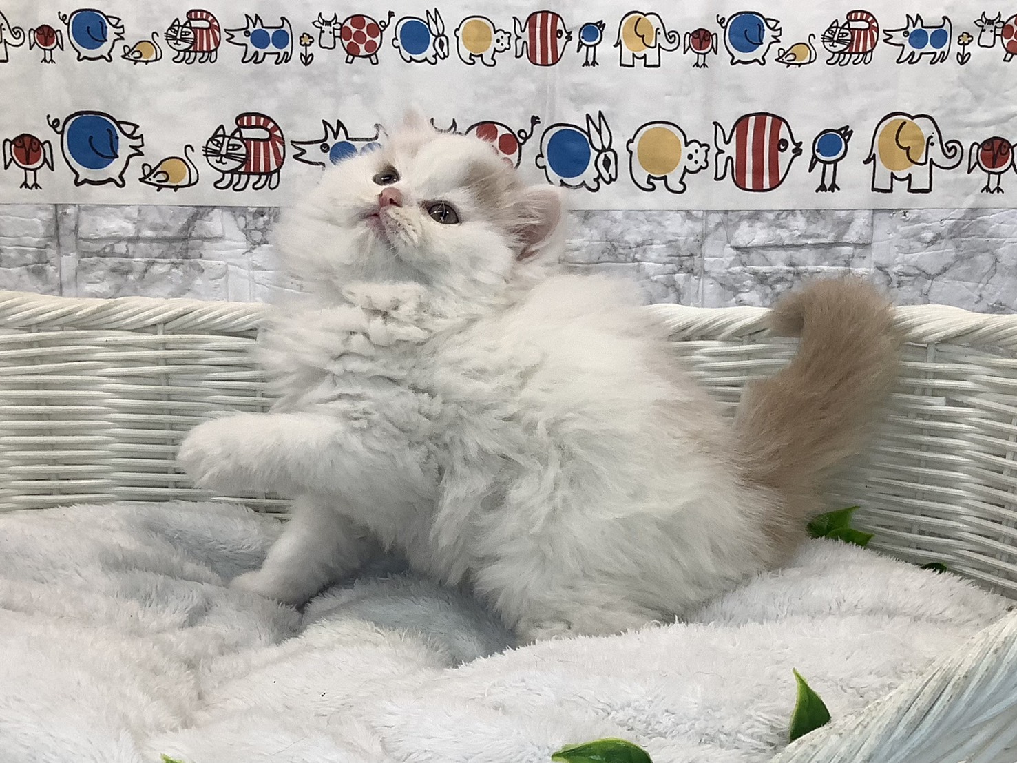 奈良県のスコティッシュフォールド (マルエスペット 奈良店/2025年10月20日生まれ/女の子/クリームタビーホワイト)の子猫の2枚目の画像