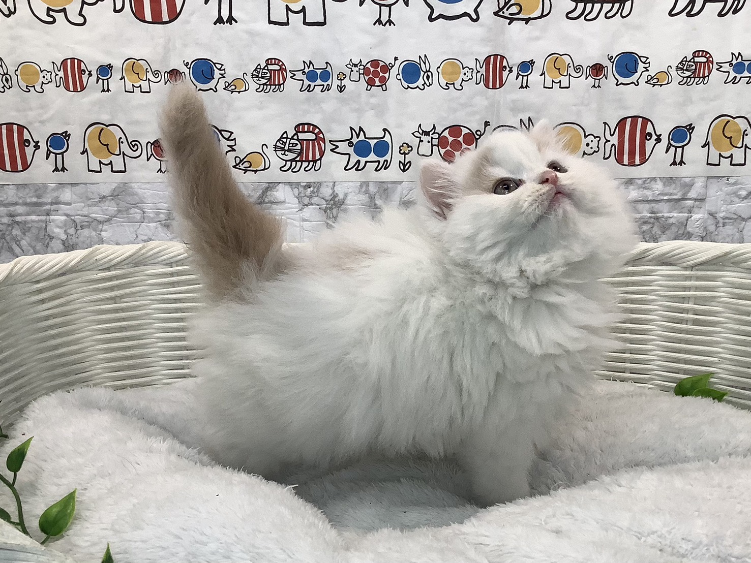 奈良県のスコティッシュフォールド (マルエスペット 奈良店/2025年10月20日生まれ/女の子/クリームタビーホワイト)の子猫の3枚目の画像