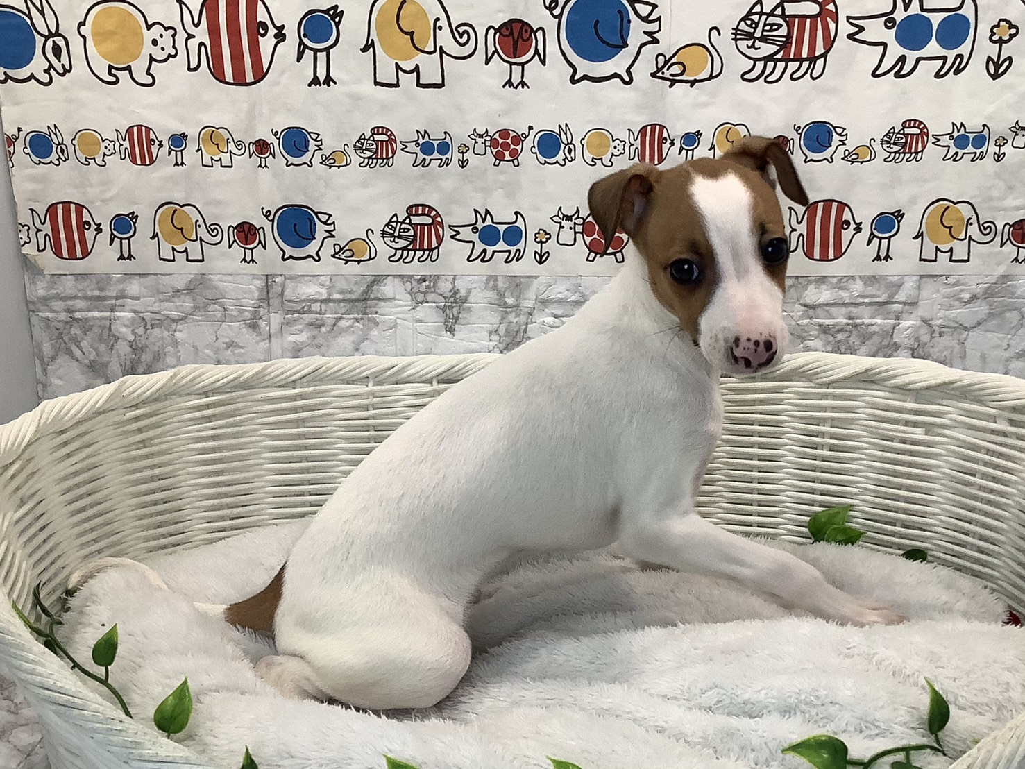 静岡県のイタリアングレーハウンド (マルエスペット清水駒越店/2025年10月27日生まれ/男の子/レッドホワイト)の子犬の2枚目の画像