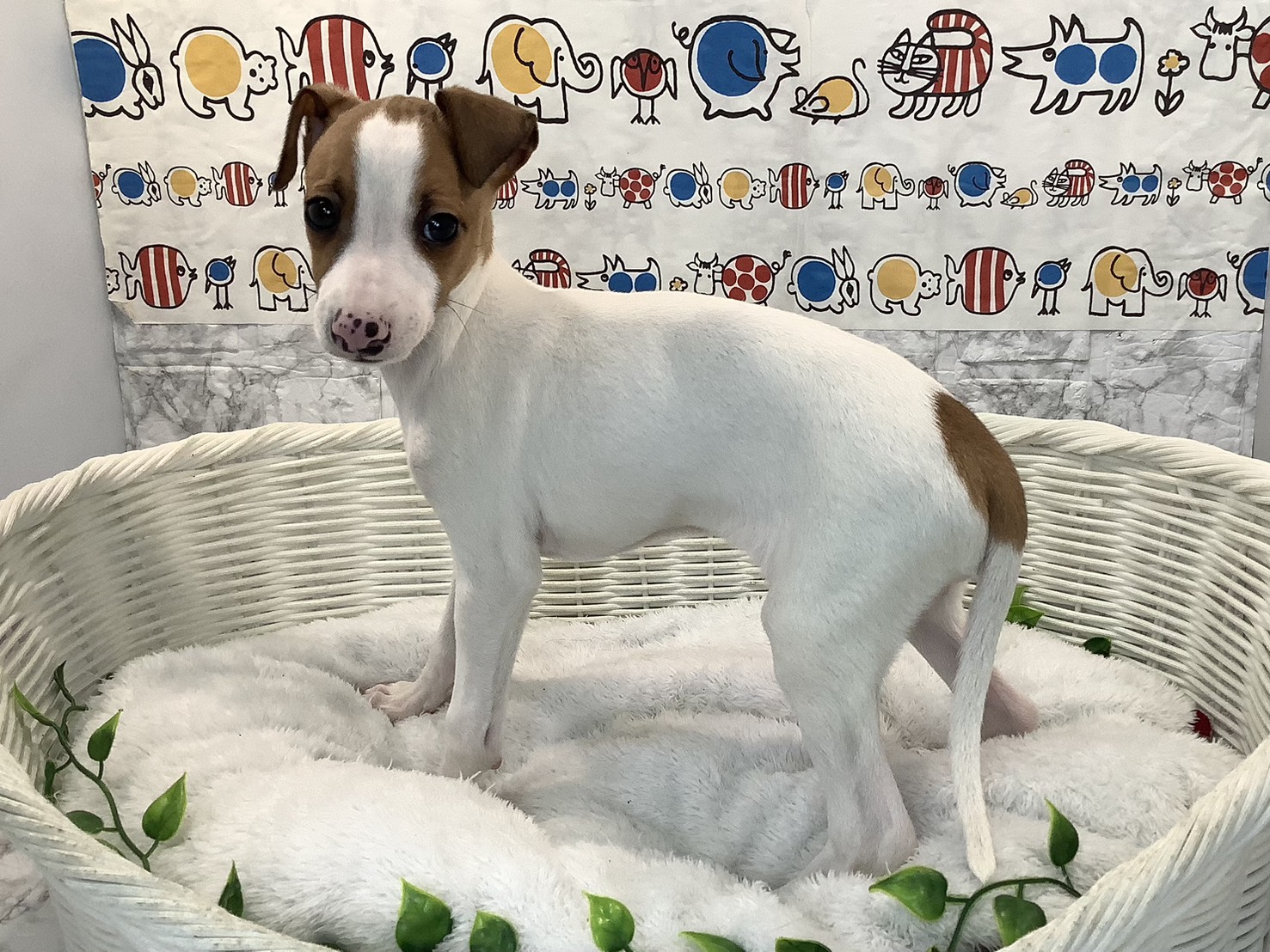 静岡県のイタリアングレーハウンド (マルエスペット清水駒越店/2025年10月27日生まれ/男の子/レッドホワイト)の子犬の3枚目の画像