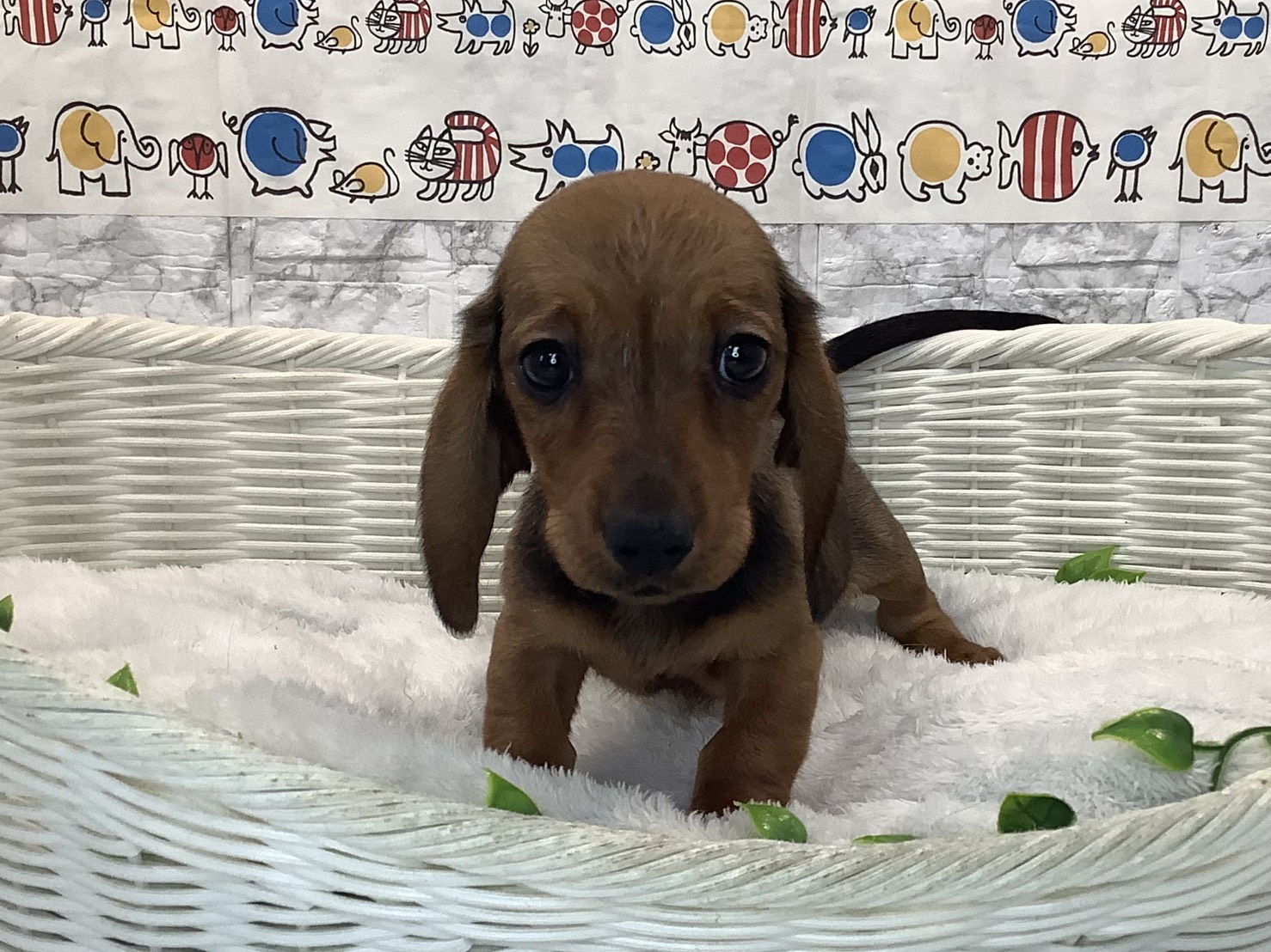 静岡県のミニチュアダックスフンド(スムース) (マルエスペット富士店/2025年10月21日生まれ/男の子/レッド)の子犬の1枚目の画像