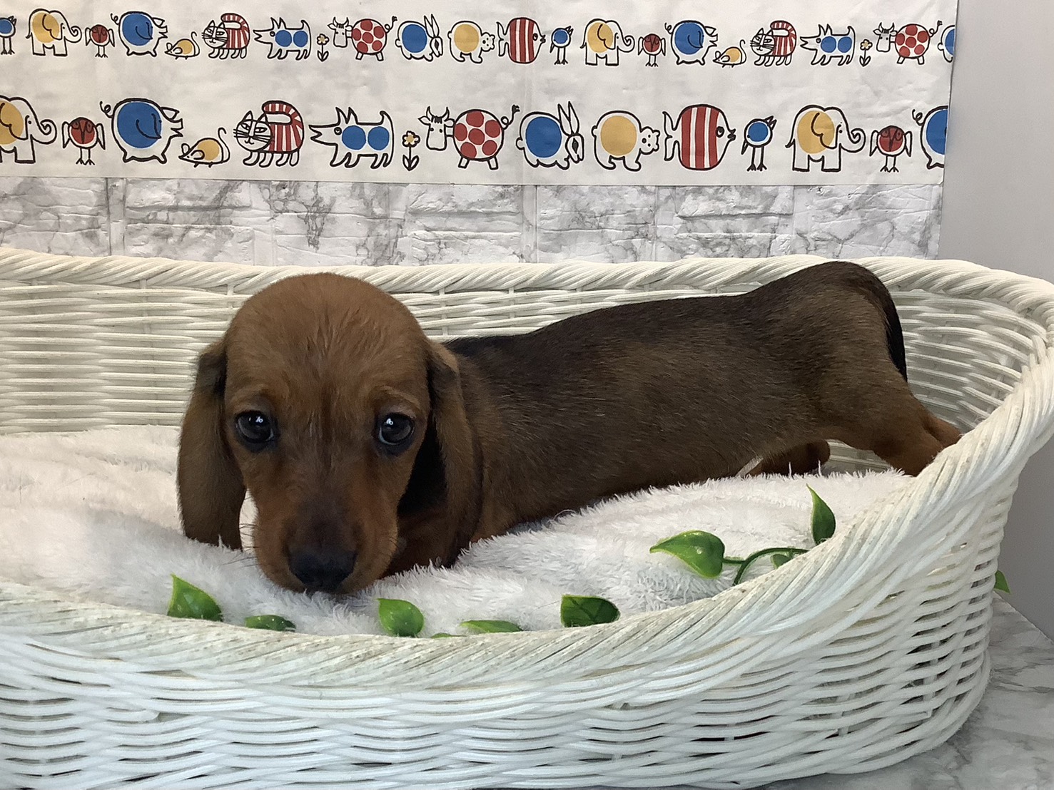 静岡県のミニチュアダックスフンド(スムース) (マルエスペット富士店/2025年10月21日生まれ/男の子/レッド)の子犬の3枚目の画像