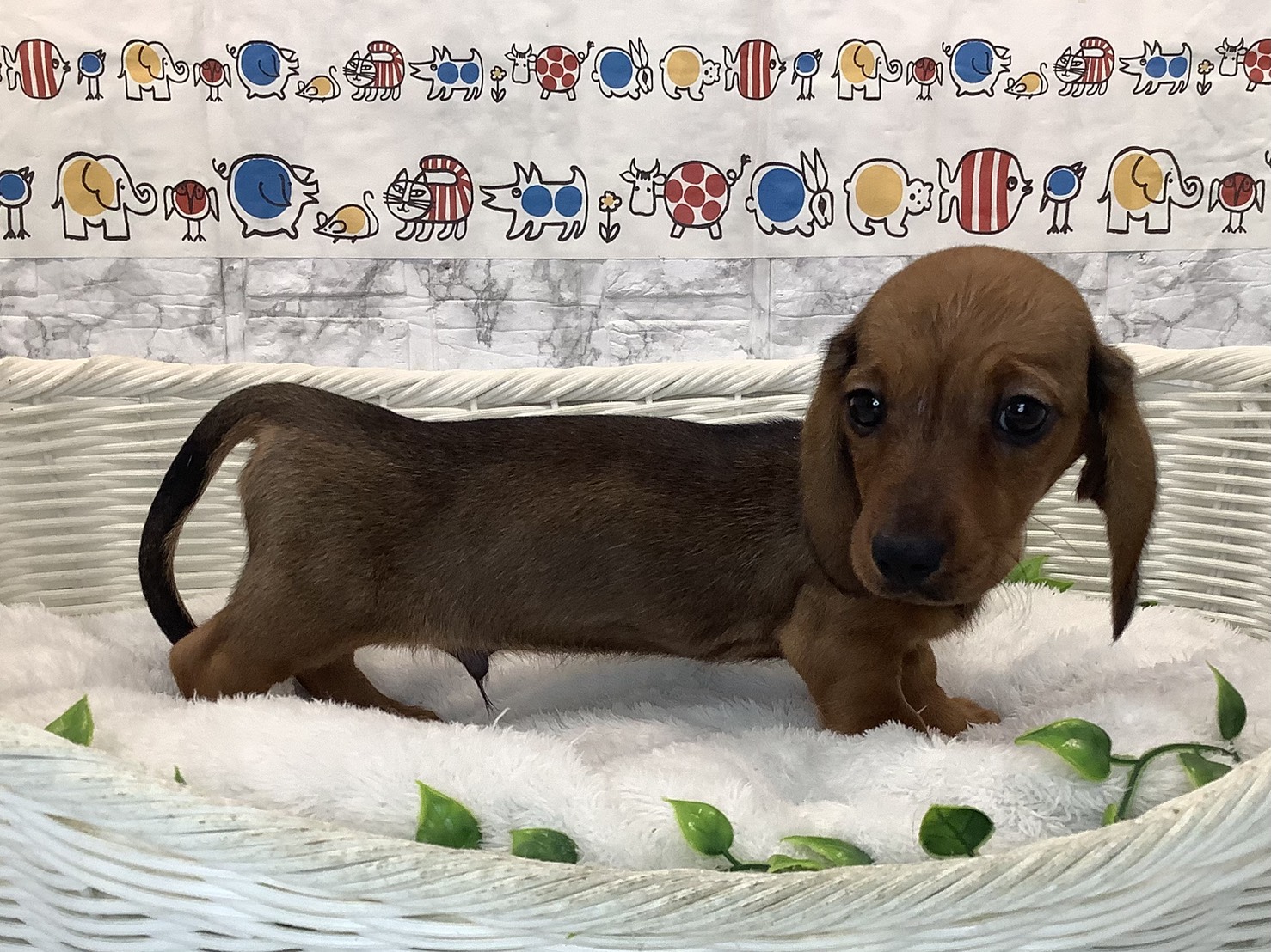 静岡県のミニチュアダックスフンド(スムース) (マルエスペット富士店/2025年10月21日生まれ/男の子/レッド)の子犬の2枚目の画像