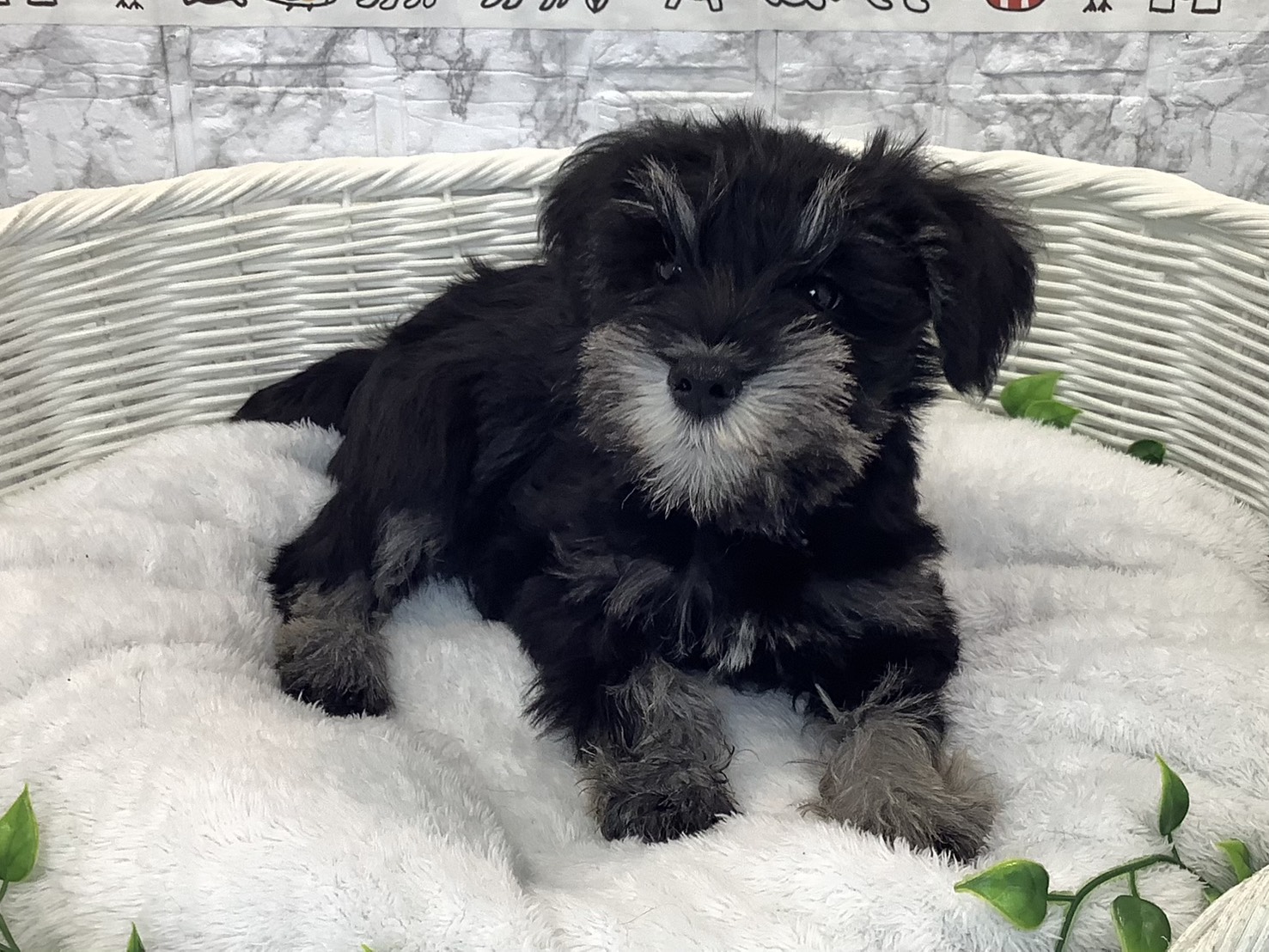 静岡県のミニチュアシュナウザー (マルエスペット富士店/2025年10月25日生まれ/男の子/ブラックシルバー)の子犬の3枚目の画像