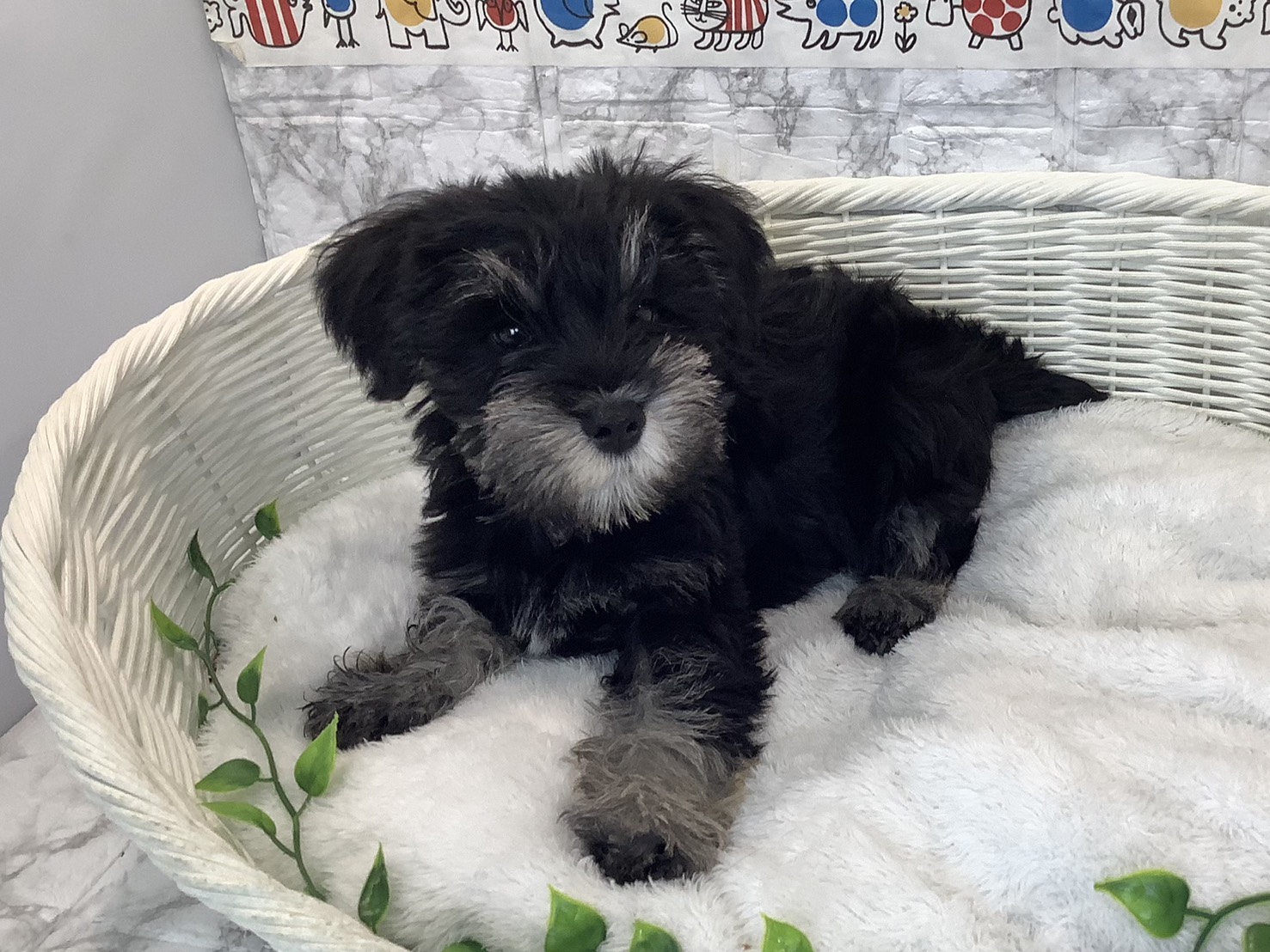 静岡県のミニチュアシュナウザー (マルエスペット富士店/2025年10月25日生まれ/男の子/ブラックシルバー)の子犬の2枚目の画像